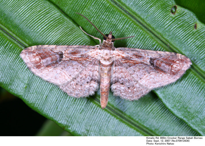 J.D. Hollowaym The Moths of Borneo Par 10 p 134